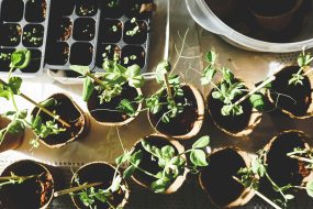 10 Best Money-Saving Tips for Gardening Success in 2025