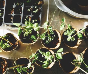 10 Best Money-Saving Tips for Gardening Success in 2025